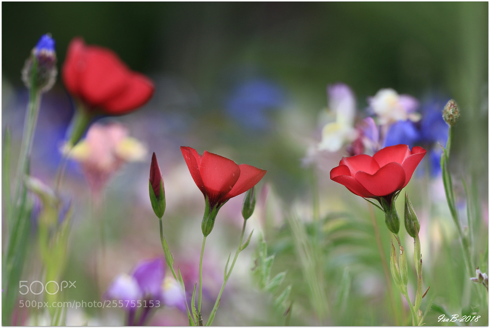 Canon EOS 70D sample photo. Img photography