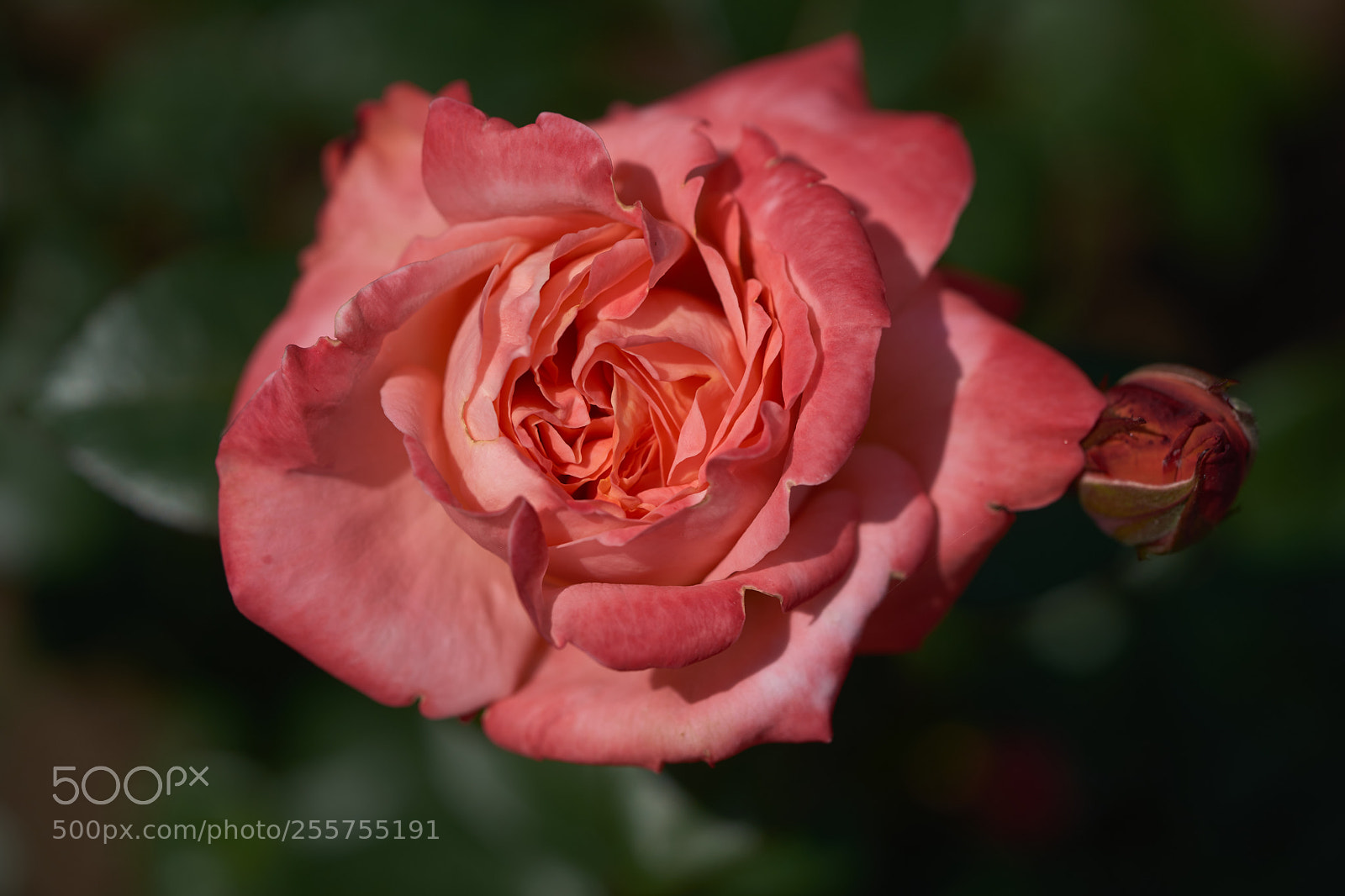 Sony a7 sample photo. Flowers 6482 photography