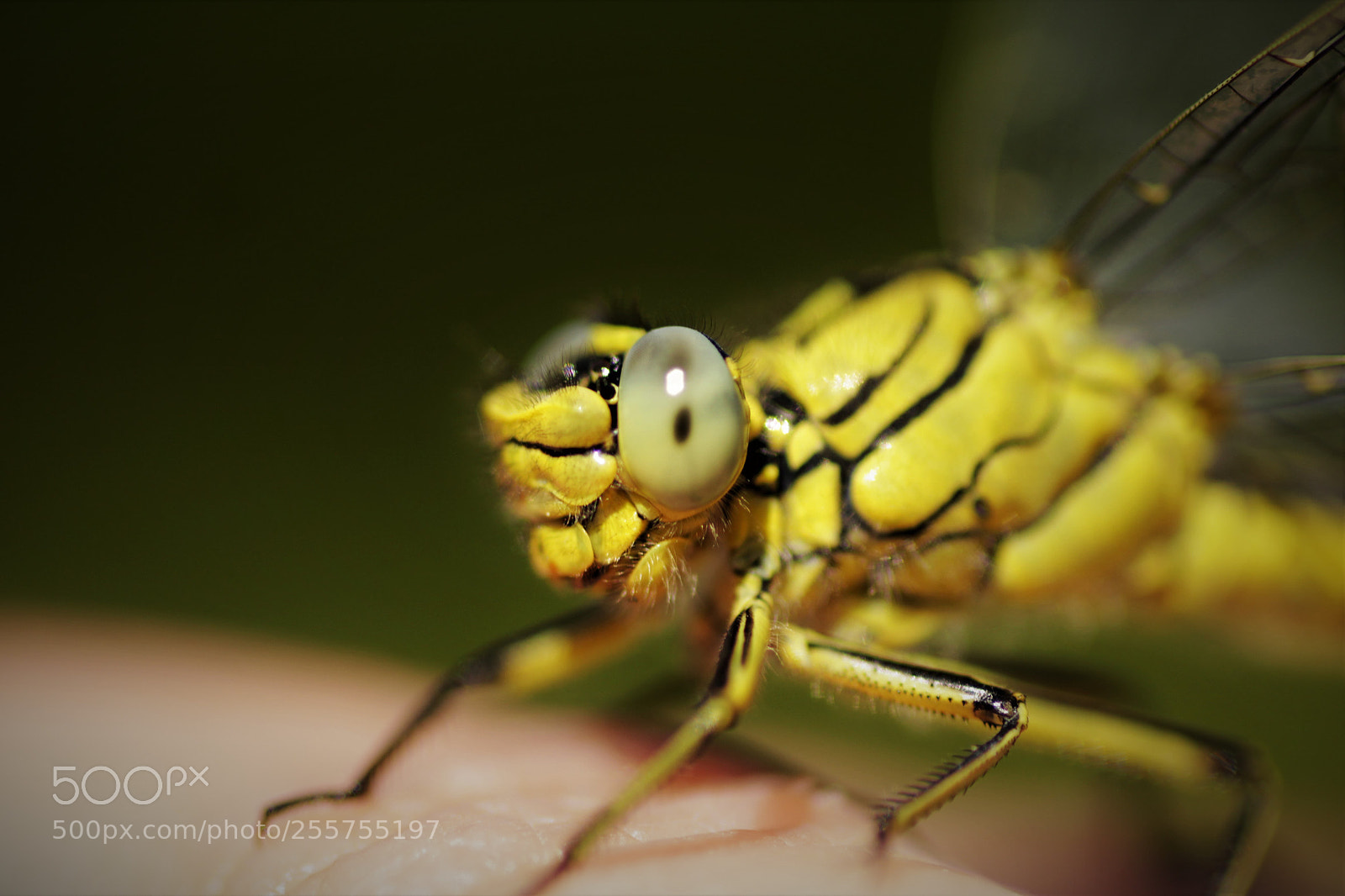 Canon EOS 1200D (EOS Rebel T5 / EOS Kiss X70 / EOS Hi) sample photo. Gomphus pulchellus - gomphe photography