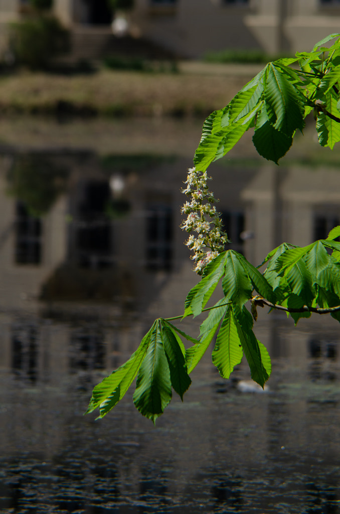 chestnut von dirk derbaum auf 500px.com