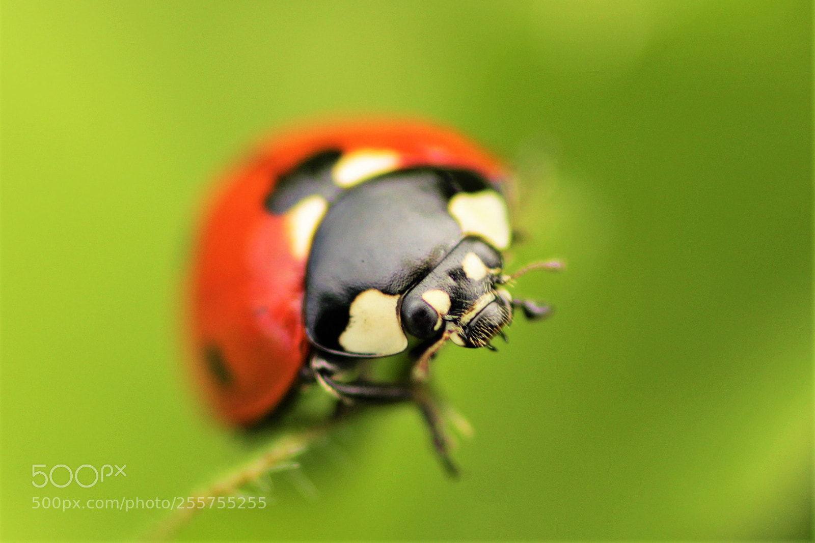 Canon EOS 1200D (EOS Rebel T5 / EOS Kiss X70 / EOS Hi) sample photo. Coccinella septempunctata - coccinelle photography