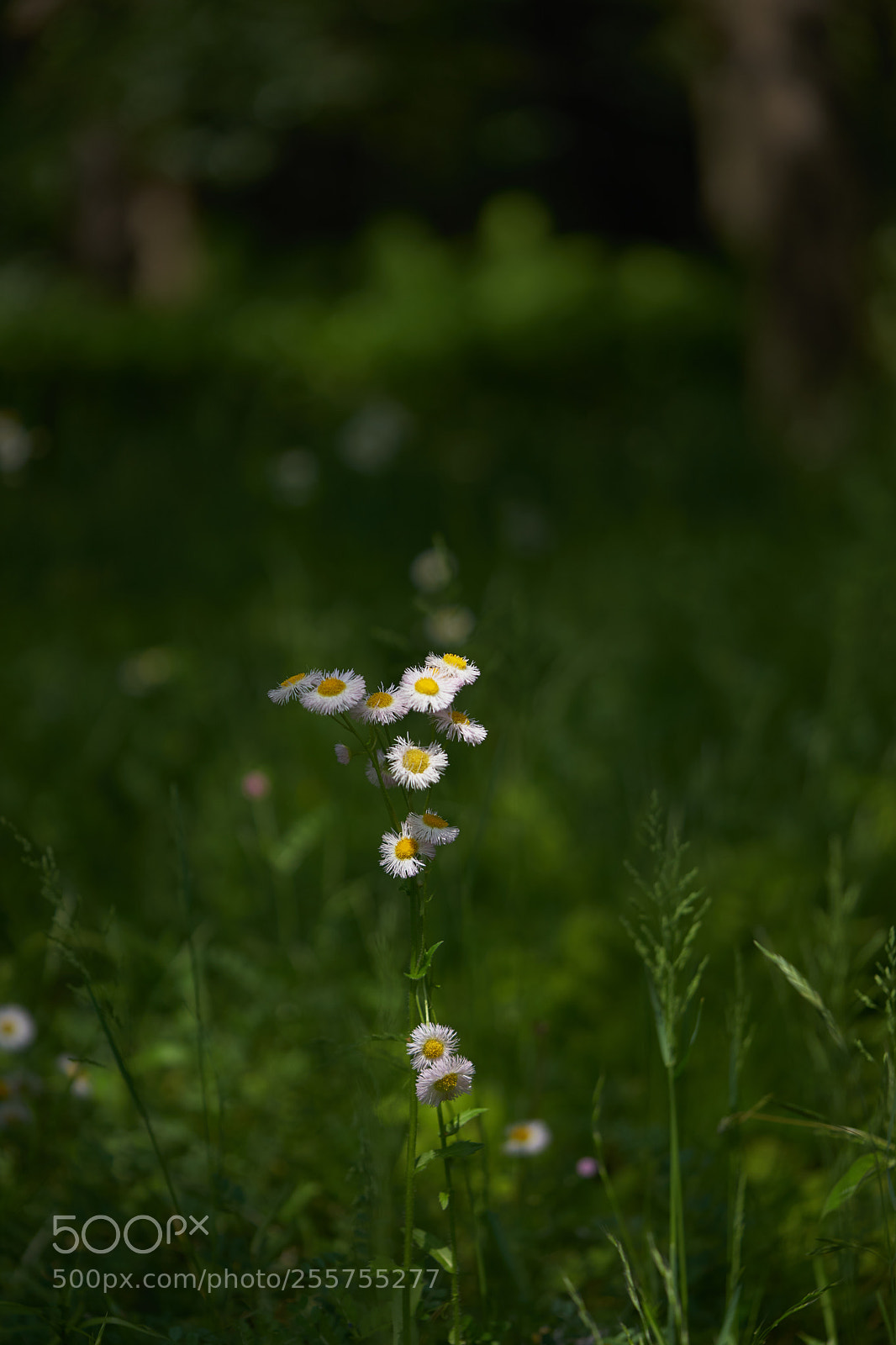 Sony a7 sample photo. Flowers 6483 photography