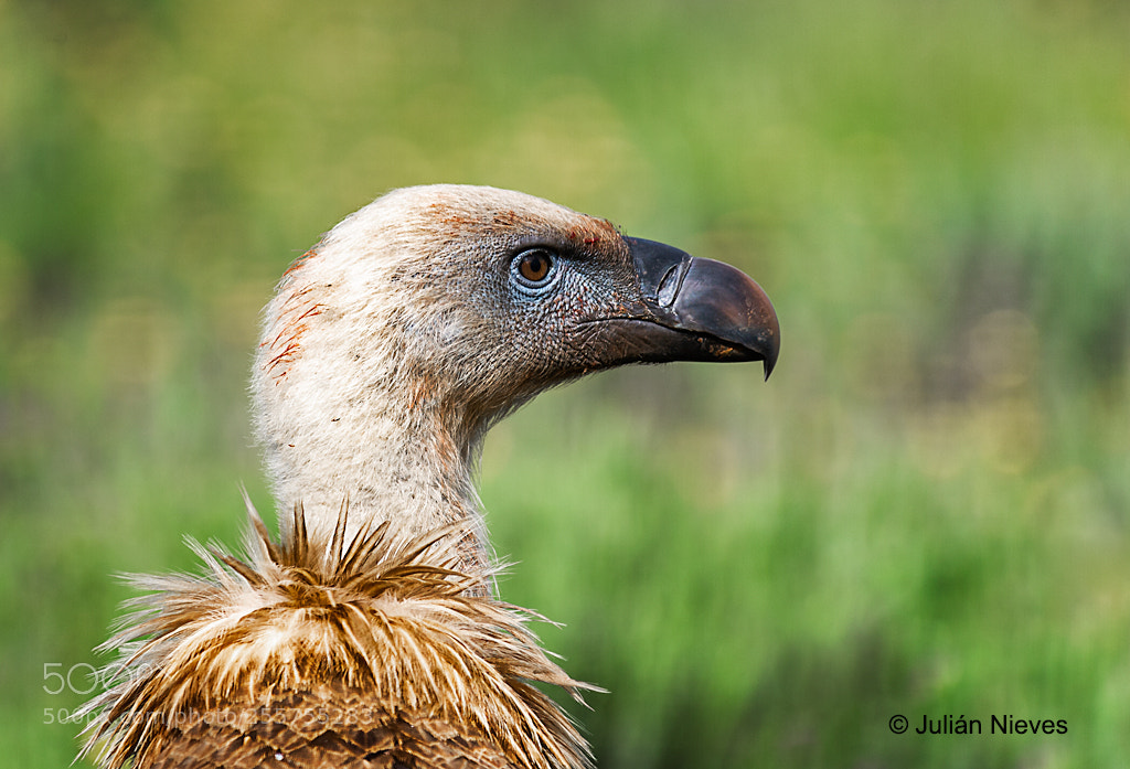Nikon D3S sample photo. Buitre leonado photography