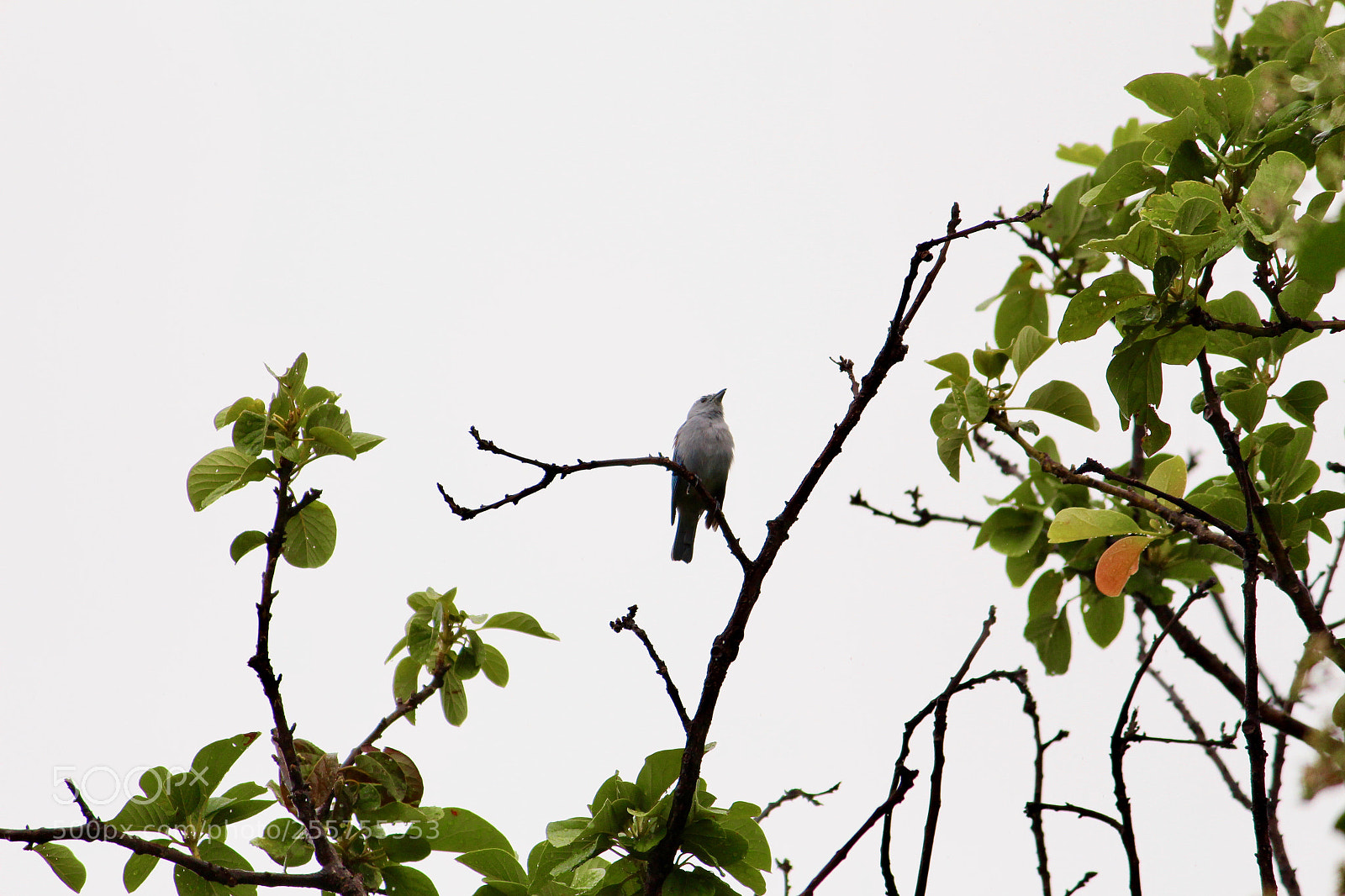 Canon EOS 700D (EOS Rebel T5i / EOS Kiss X7i) sample photo. Bluebird... photography