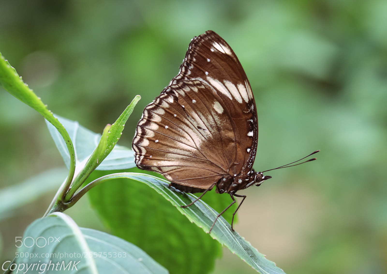 Canon EOS M3 sample photo. Butterfly photography