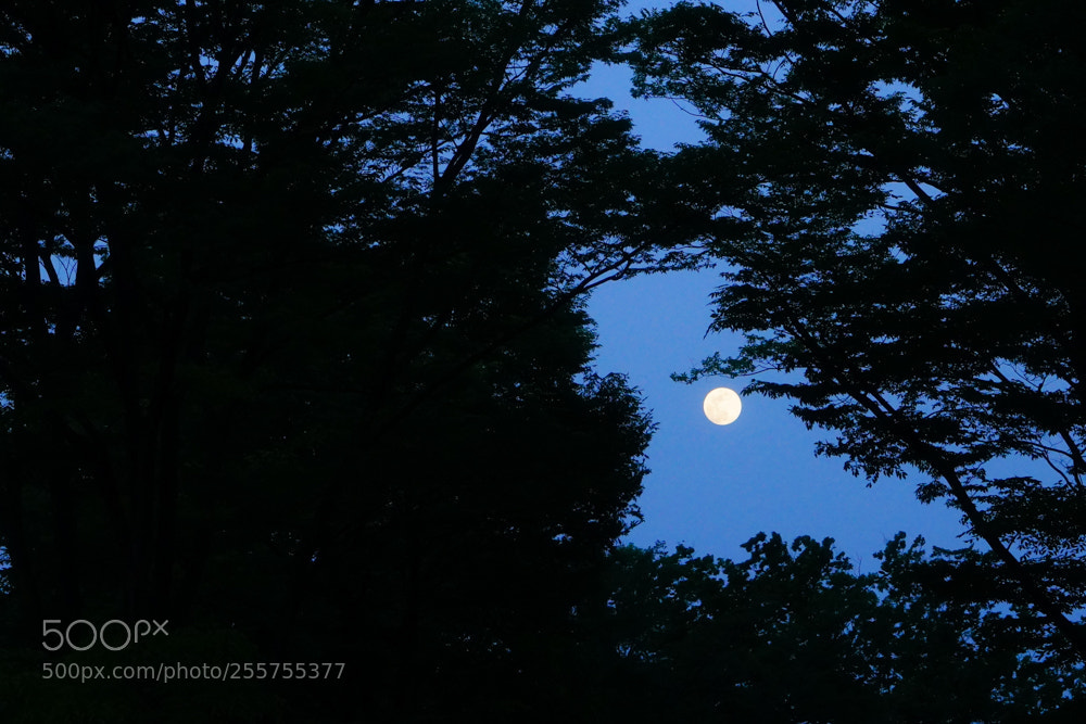 Sony a7 sample photo. The moon photography