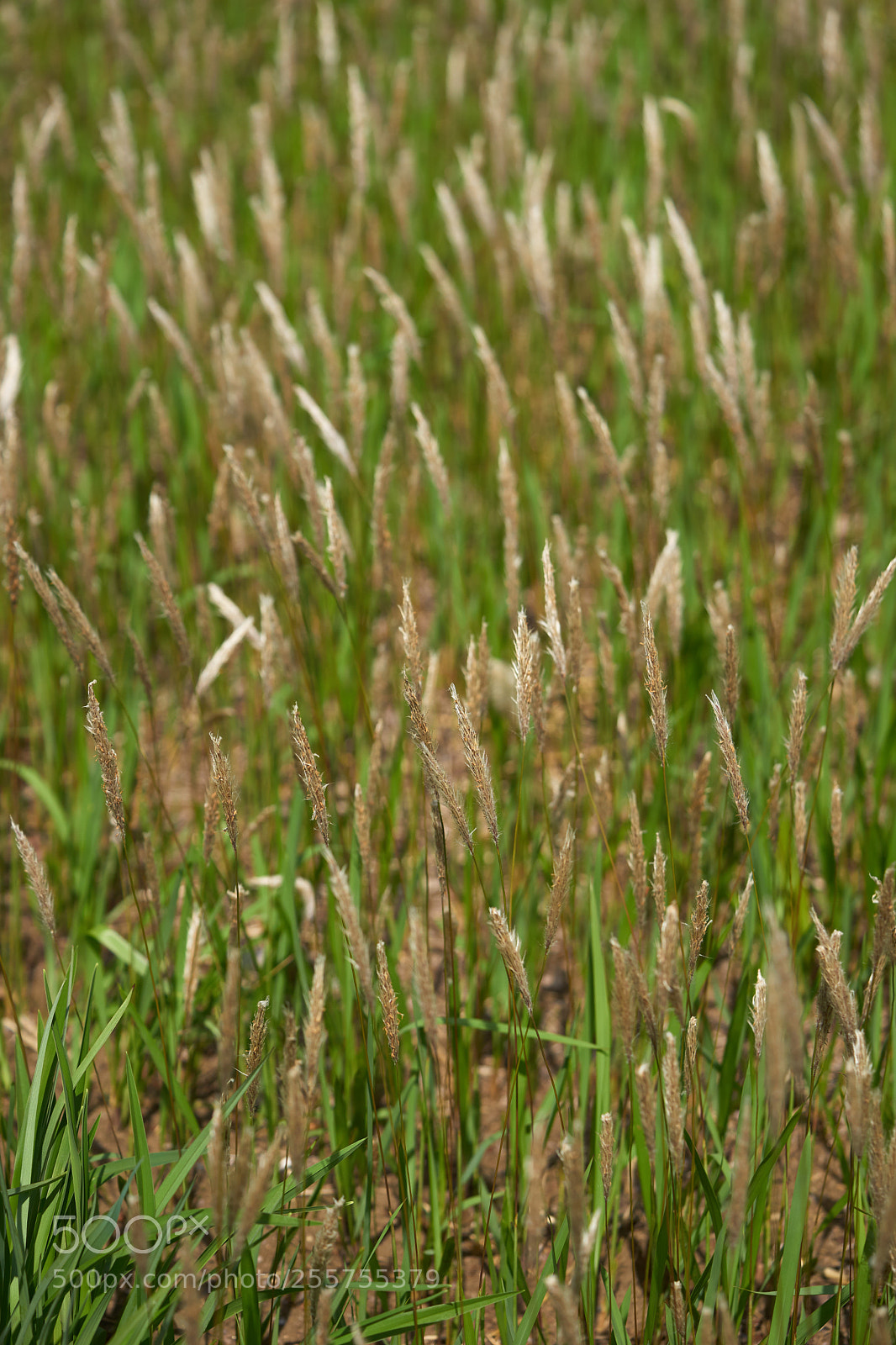 Sony a7 sample photo. Flowers 6484 photography