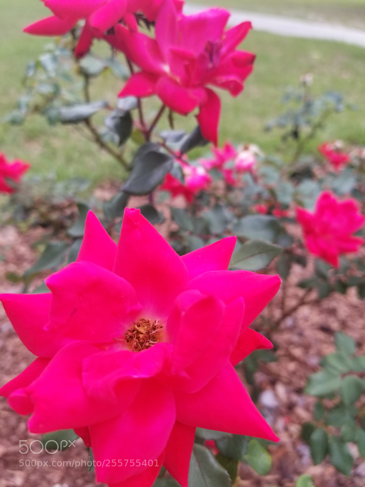 Samsung Galaxy S8 sample photo. Spring in bloom photography