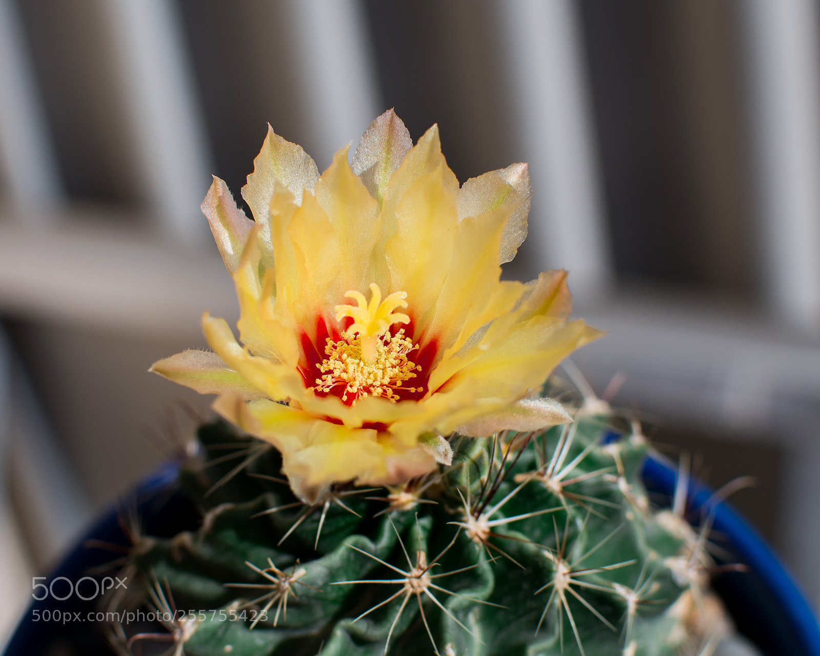 Nikon D7100 sample photo. Green,red,yellow photography