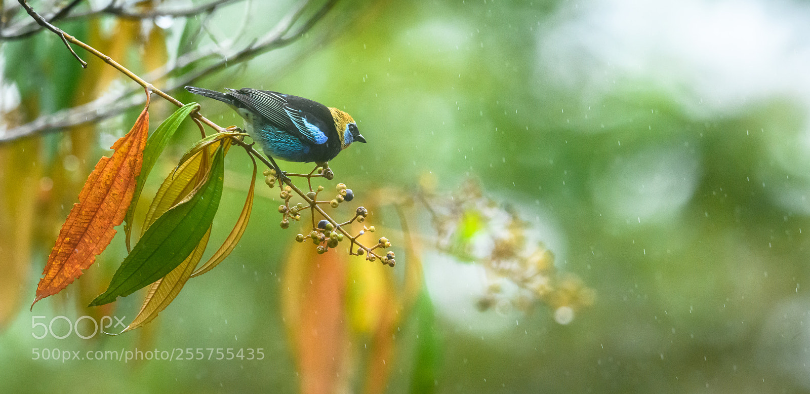 Nikon D850 sample photo. Golden hooded tanager hunting photography