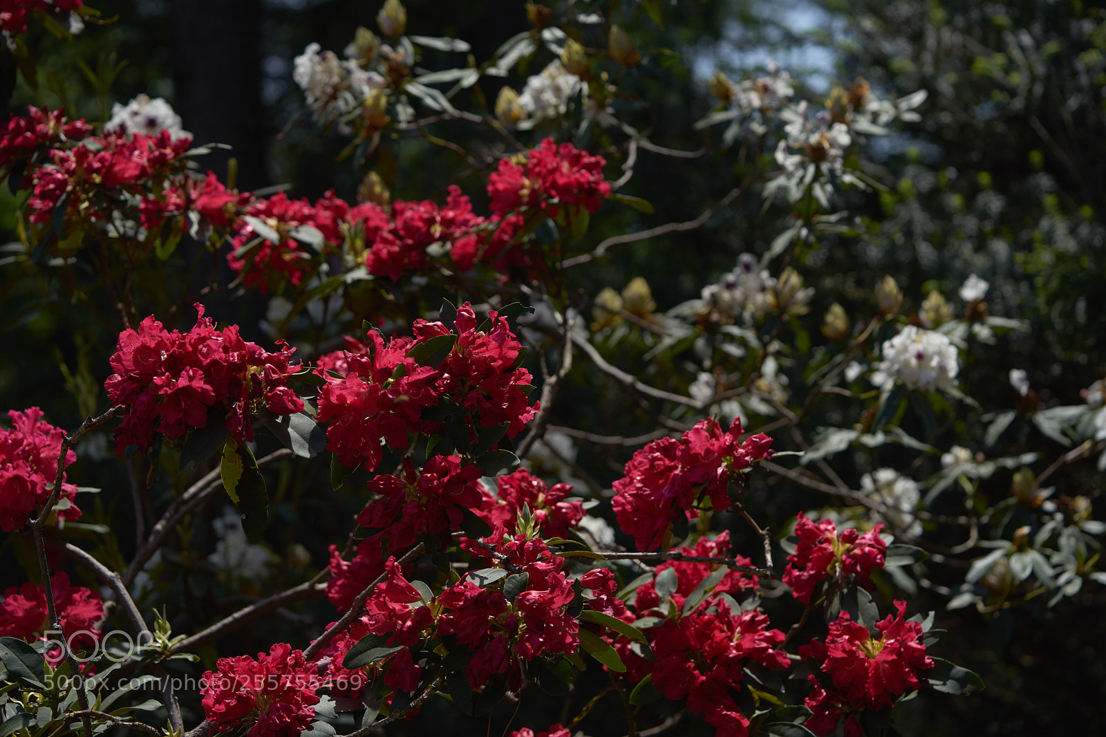 Sony a7 sample photo. Flowers 6485 photography