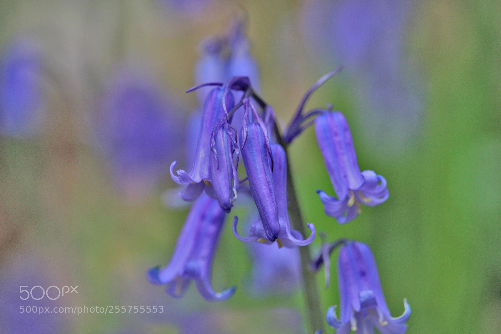 Canon EOS 100D (EOS Rebel SL1 / EOS Kiss X7) sample photo. First bluebells photography