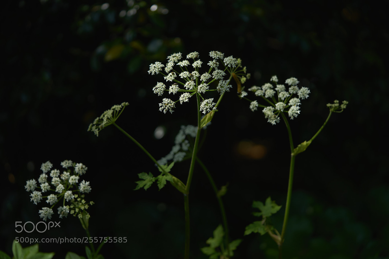 Sony a7 sample photo. Flowers 6486 photography