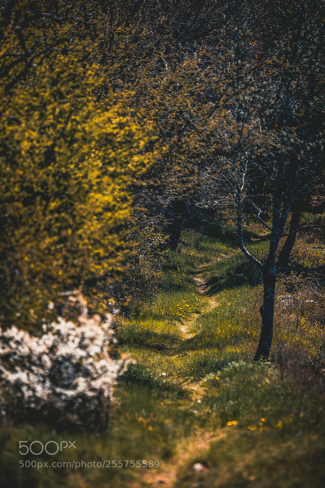 Canon EOS 6D sample photo. Le chemin photography