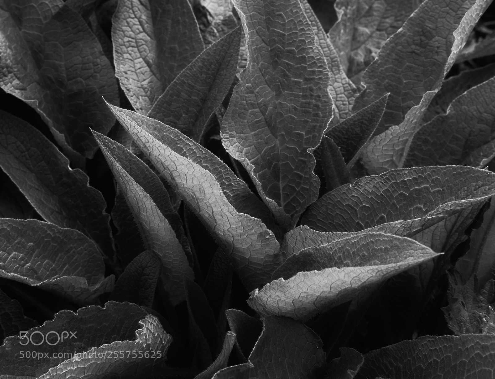Fujifilm X-Pro2 sample photo. Leaf study. photography