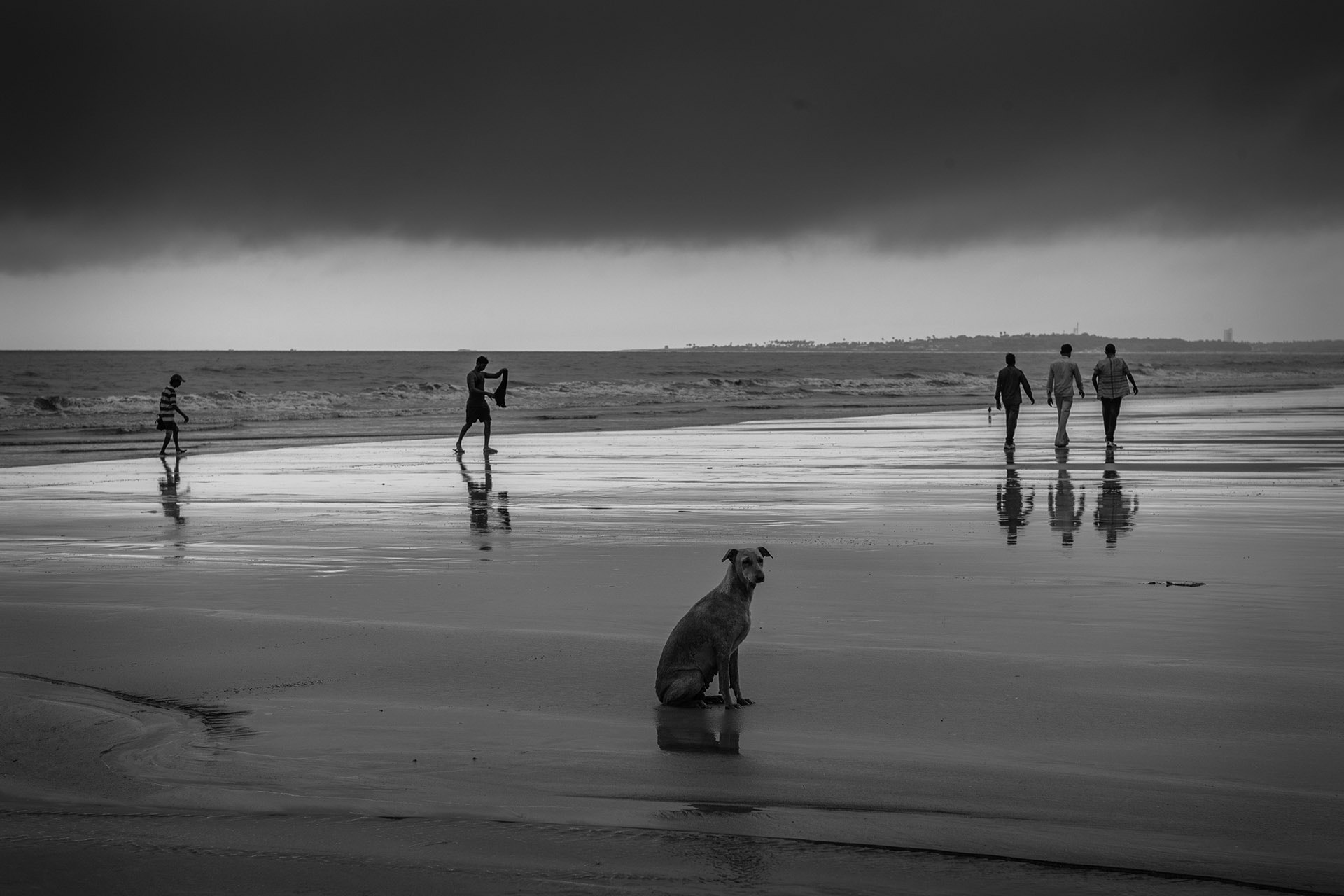 Leica M-Monochrom sample photo. "no ball...no frisbee what should i do" photography