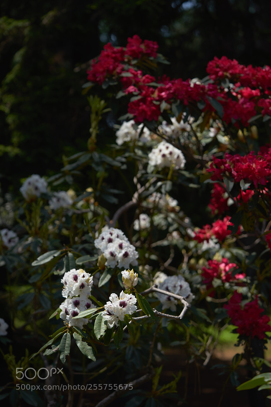 Sony a7 sample photo. Flowers 6487 photography