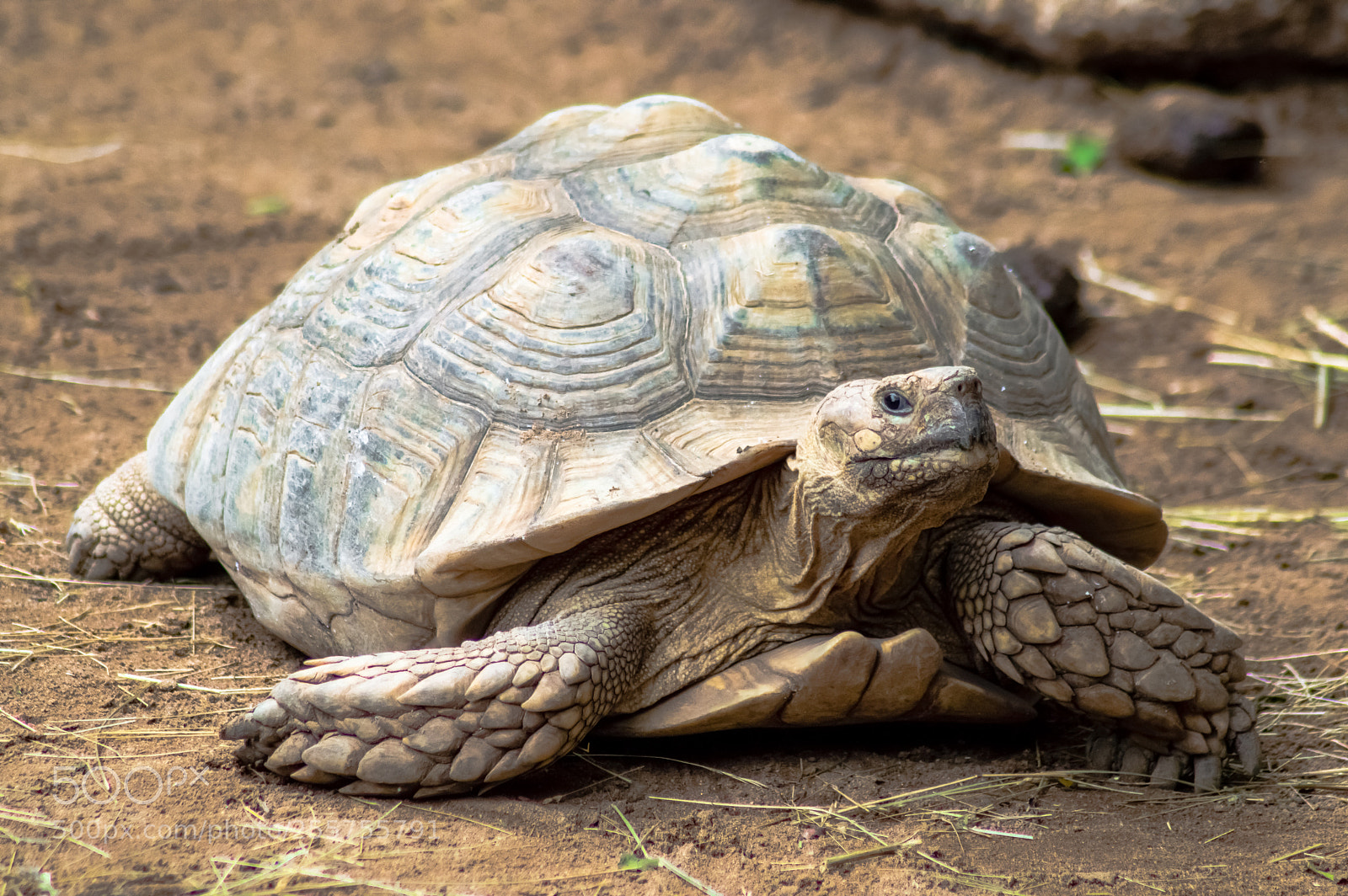 Nikon D3200 sample photo. Tortuga gigante de gal photography