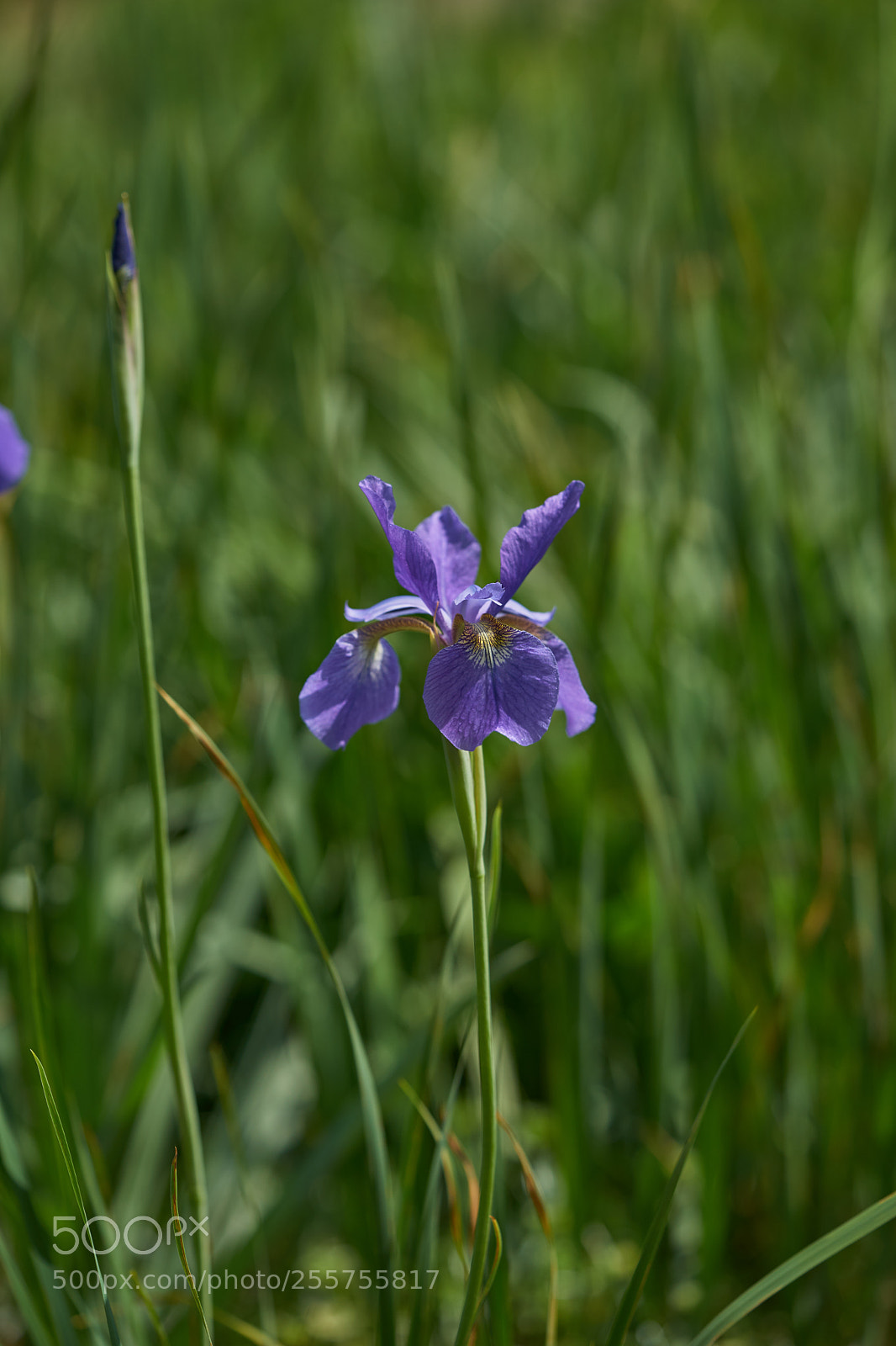 Sony a7 sample photo. Flowers 6488 photography