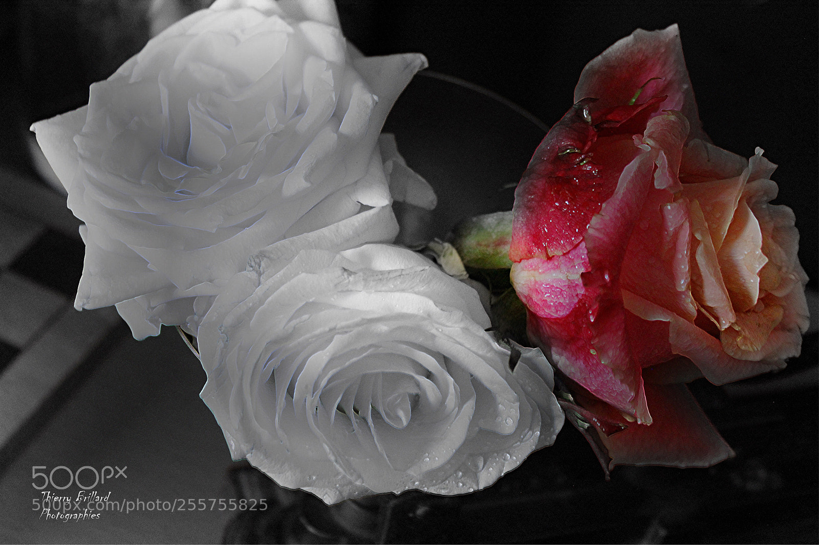 Canon EOS 600D (Rebel EOS T3i / EOS Kiss X5) sample photo. Trois roses photography