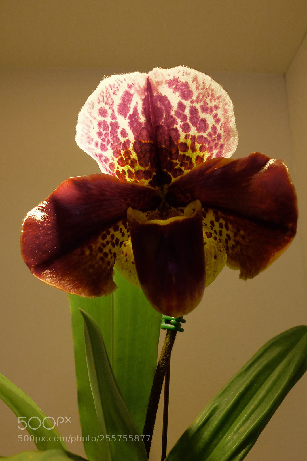 Fujifilm X30 sample photo. 兜蘭 (paphiopedilum) photography