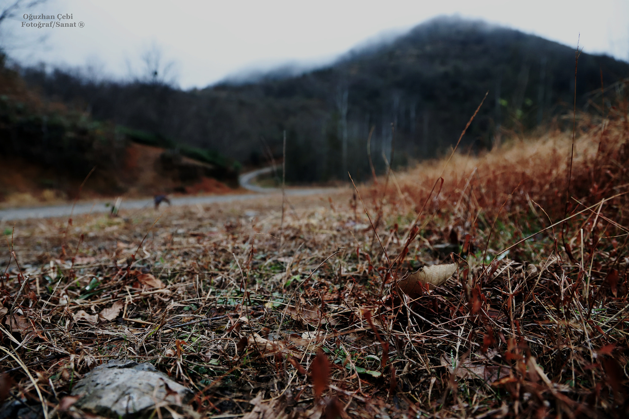 Canon EOS 6D Mark II sample photo
