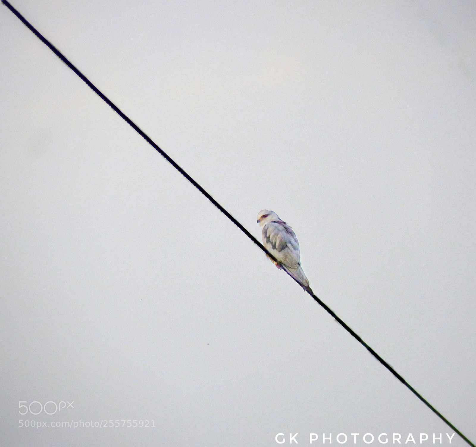 Panasonic Lumix DMC-FZ200 sample photo. Bird photography
