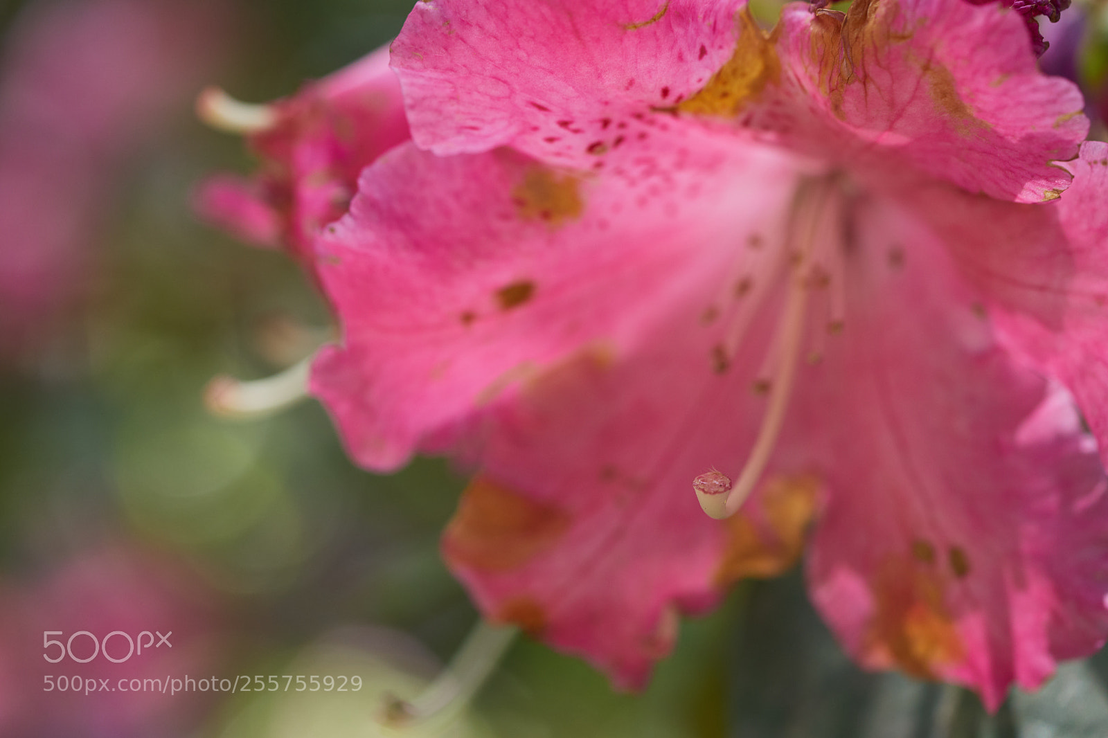 Sony a7 sample photo. Flowers 6489 photography