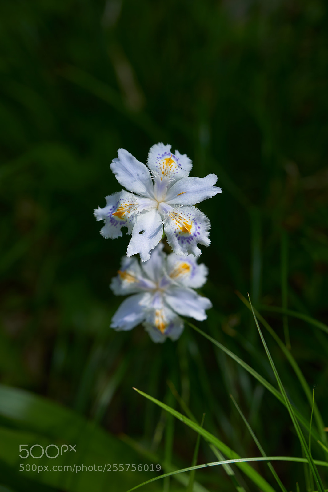 Sony a7 sample photo. Flowers 6490 photography