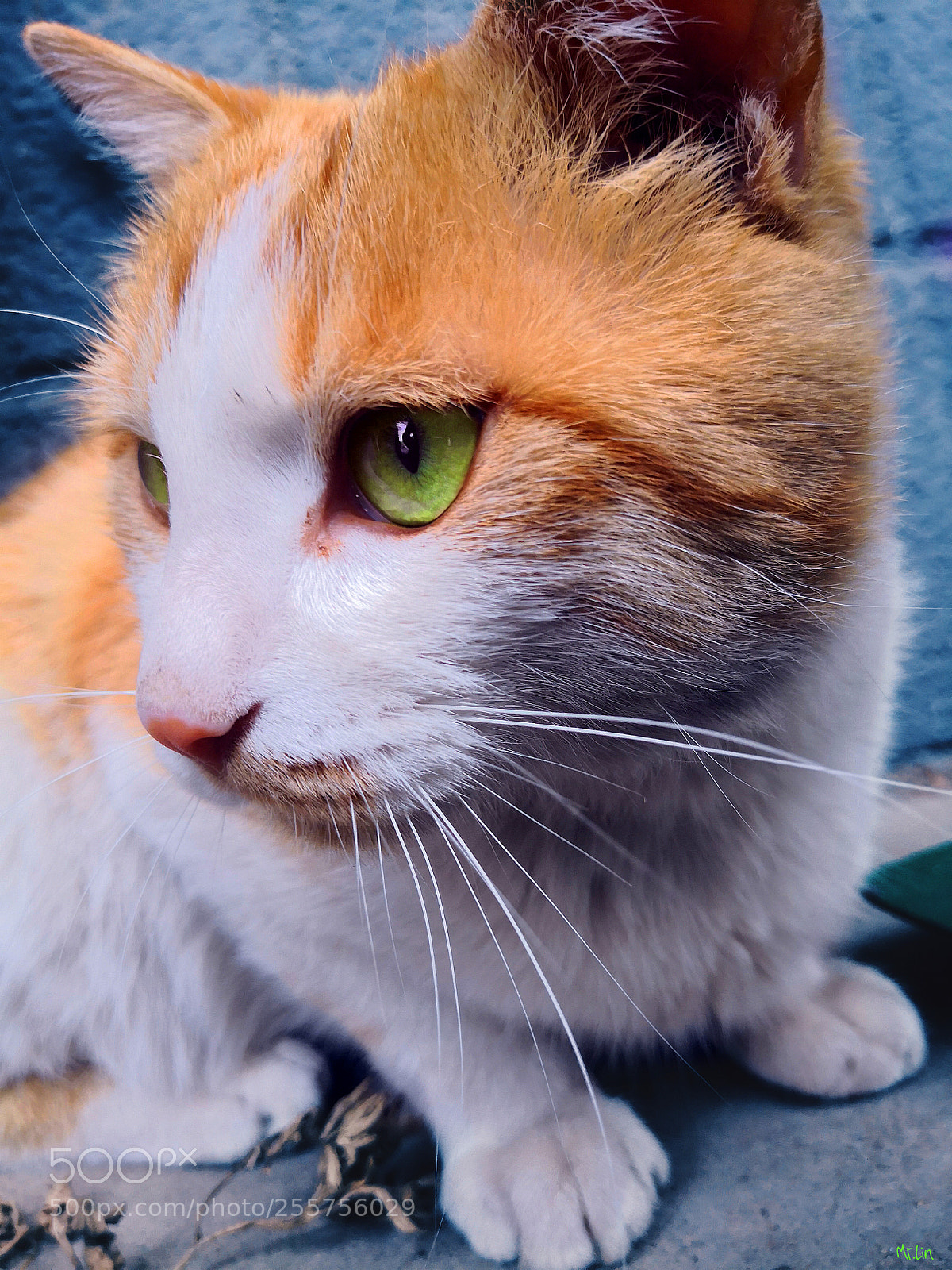 HUAWEI Mate 10 sample photo. Untitled photography