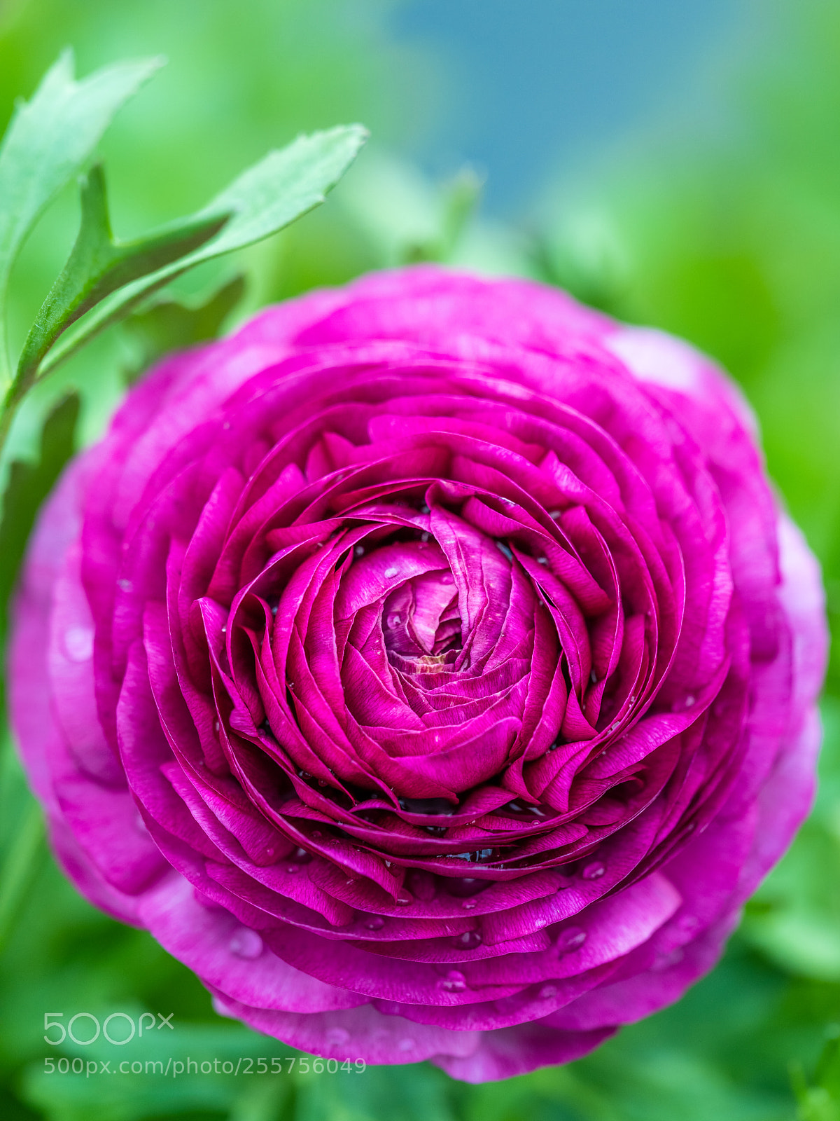 Fujifilm GFX 50S sample photo. Ranunculus for jessica photography