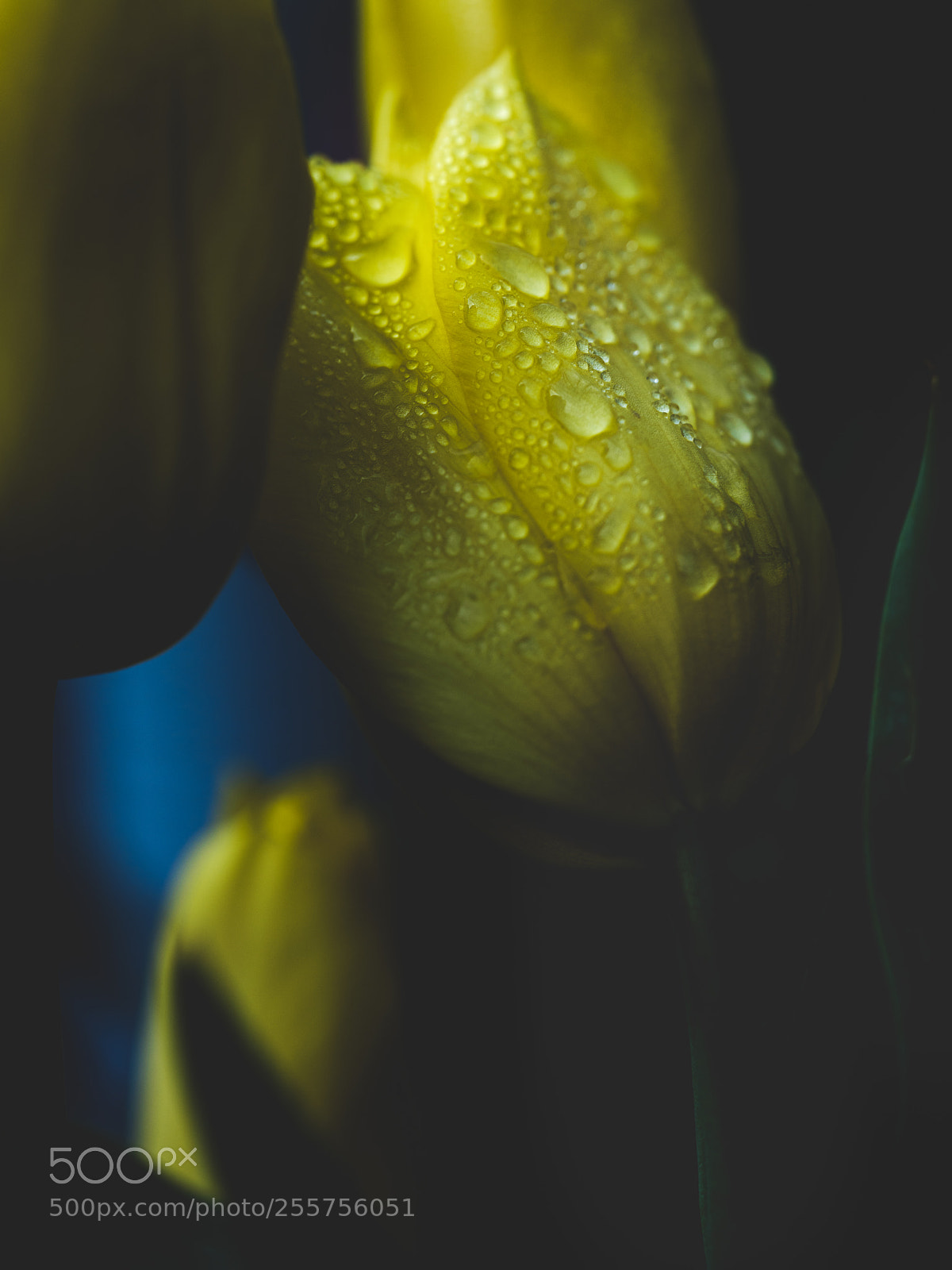 Fujifilm GFX 50S sample photo. Tulips after a shower photography
