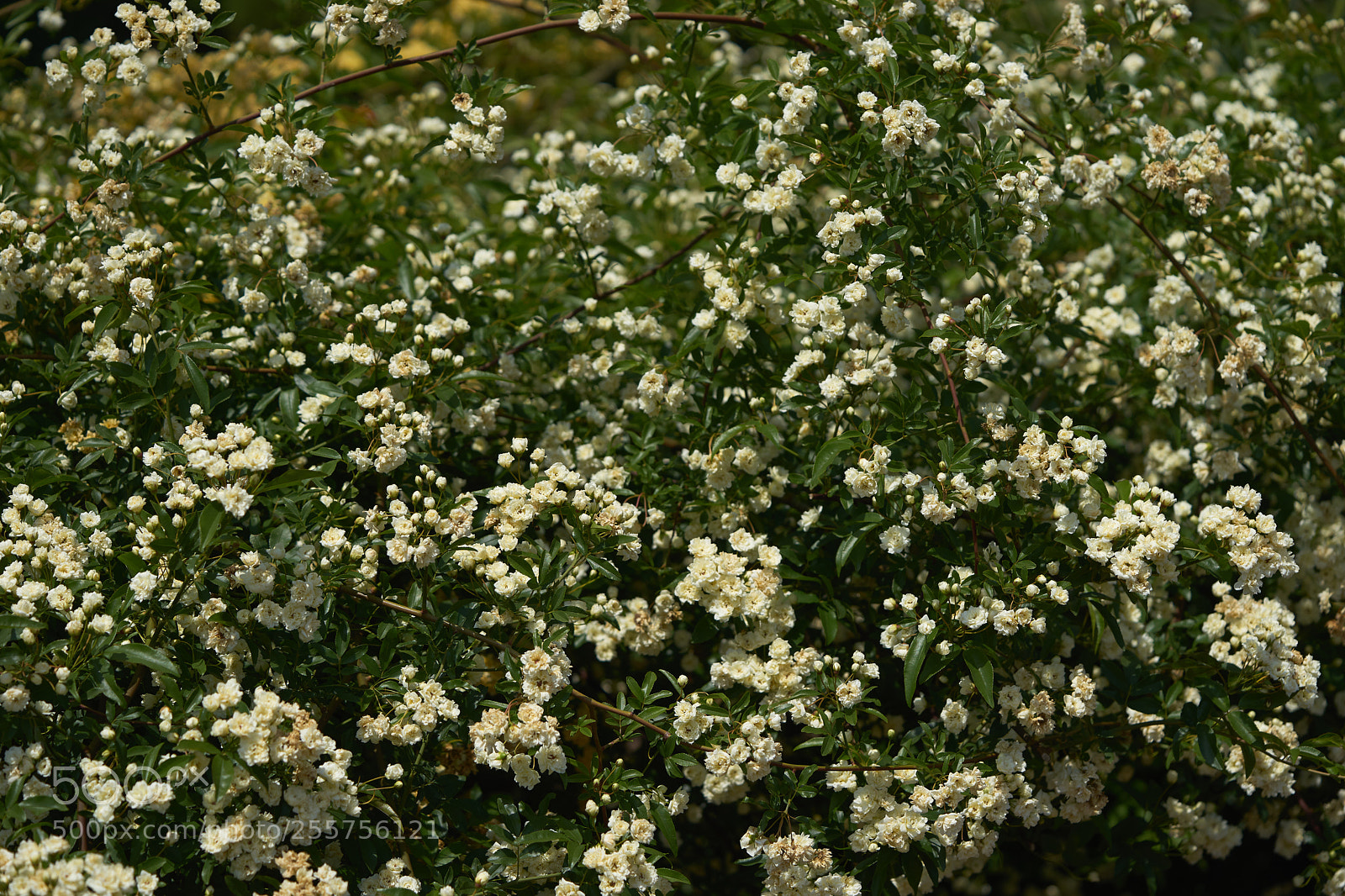 Sony a7 sample photo. Flowers 6491 photography