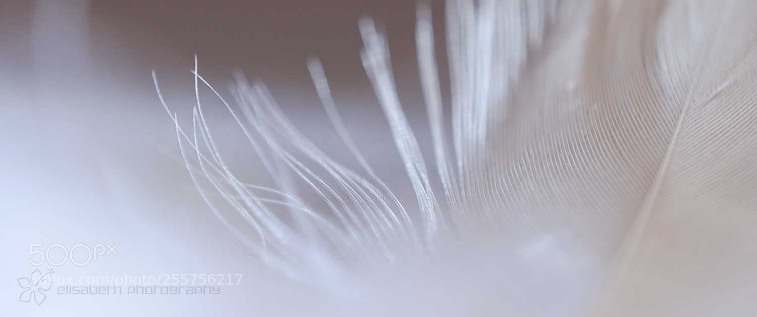 Nikon D300S sample photo. Freedom rings where opinions photography