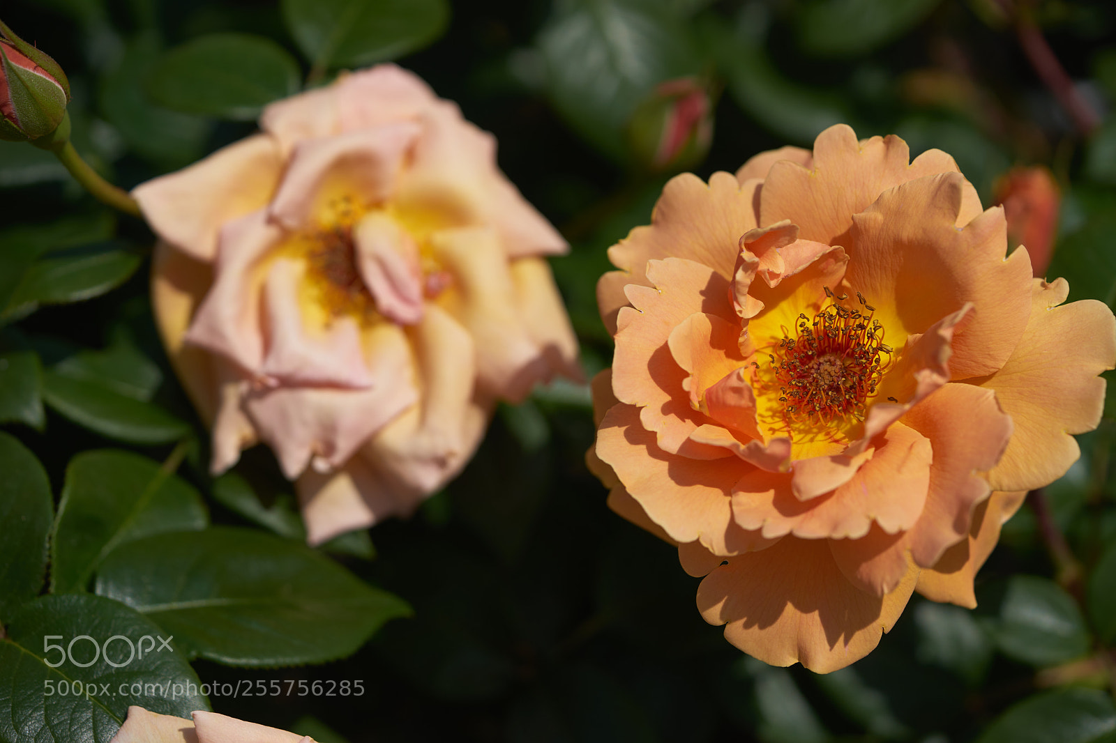 Sony a7 sample photo. Flowers 6492 photography