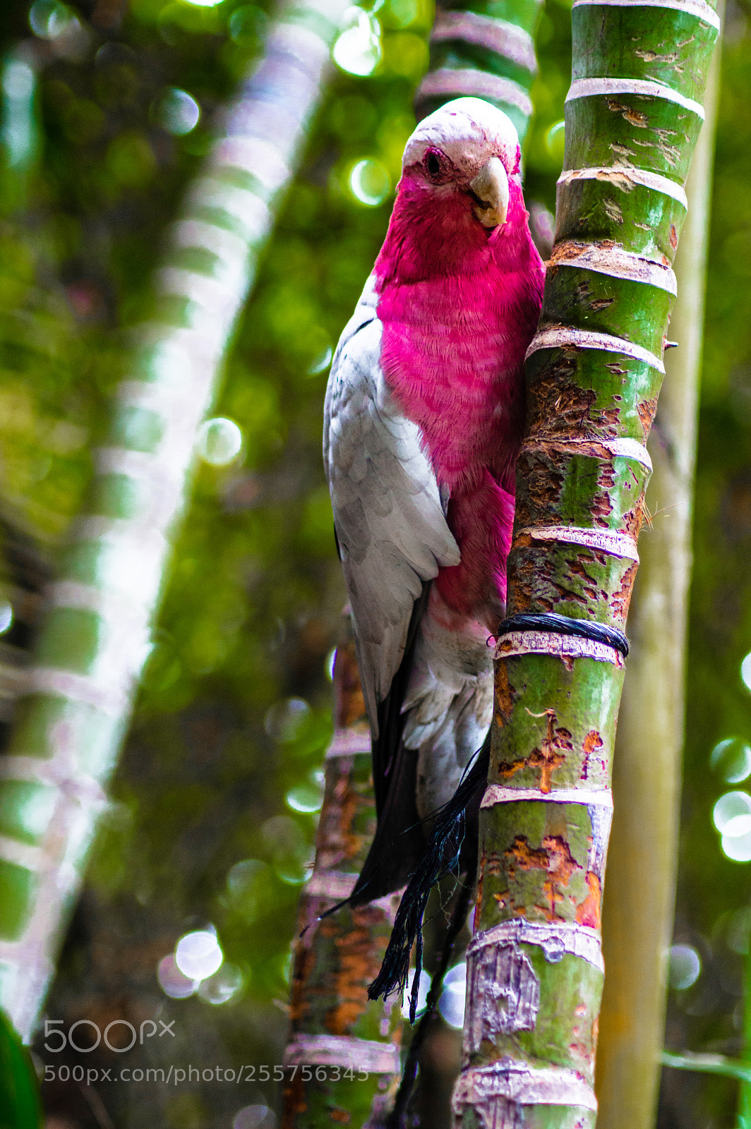 Nikon D3200 sample photo. Cacatúa galah photography