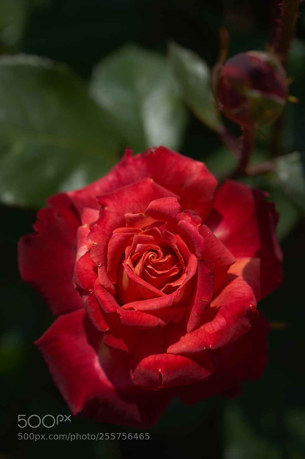 Sony a7 sample photo. Flowers 6493 photography