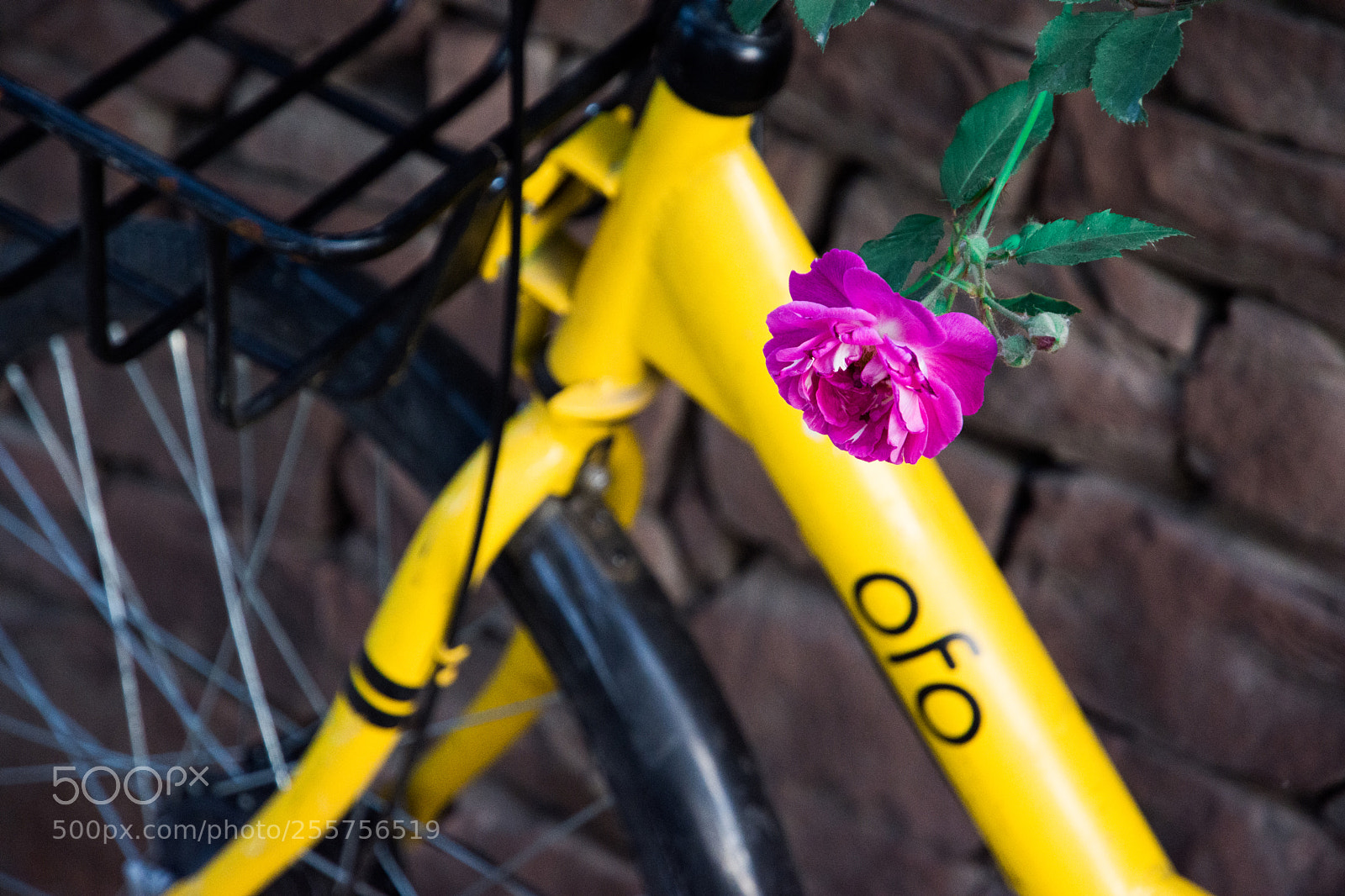 Nikon D7200 sample photo. 绽放的蔷薇_blooming rose & ofo photography