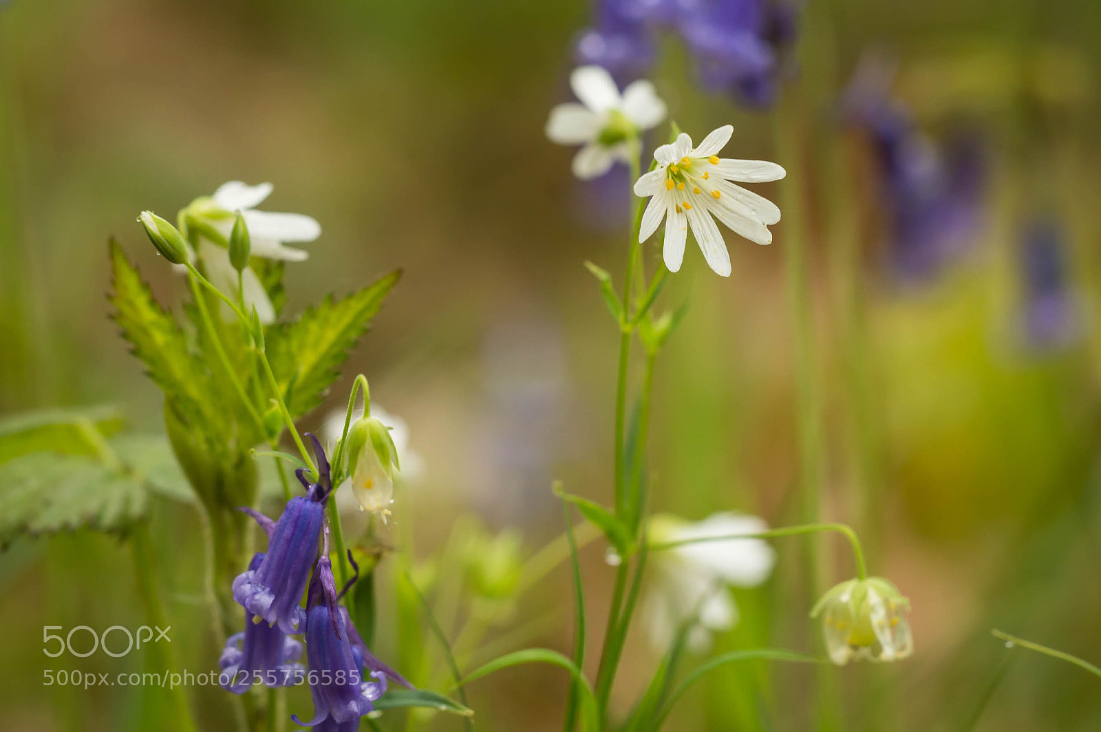 Nikon D3200 sample photo. Mingle photography