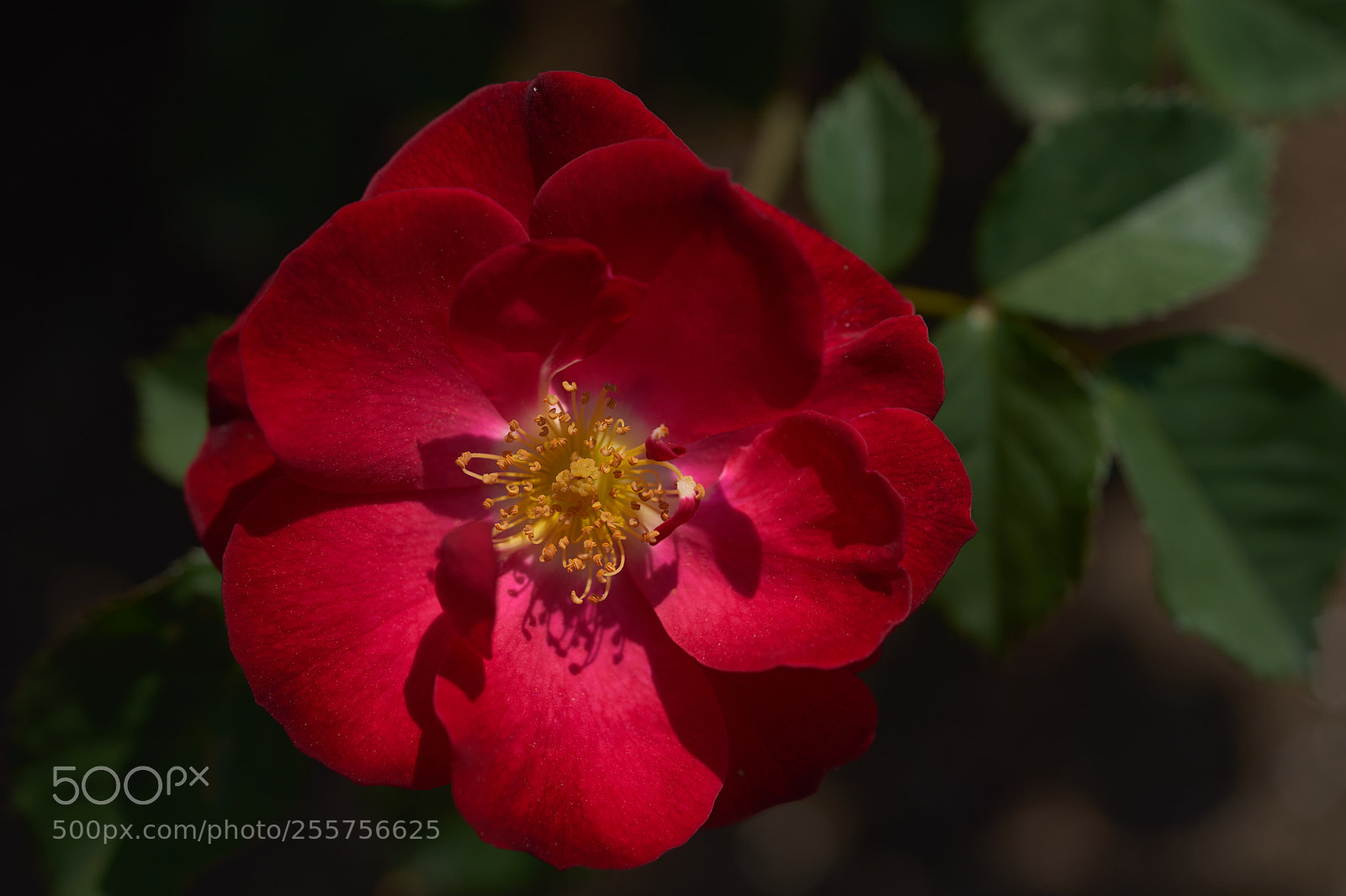 Sony a7 sample photo. Flowers 6494 photography