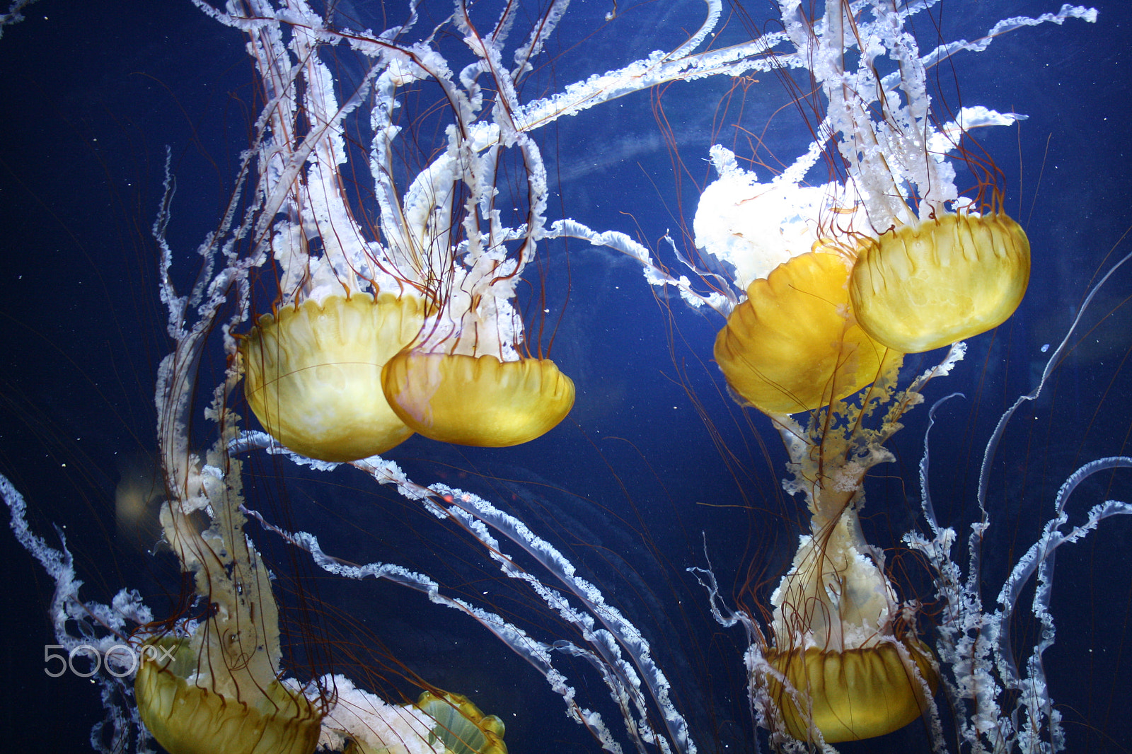 Canon EOS 1000D (EOS Digital Rebel XS / EOS Kiss F) sample photo. Yellow jellyfish photography