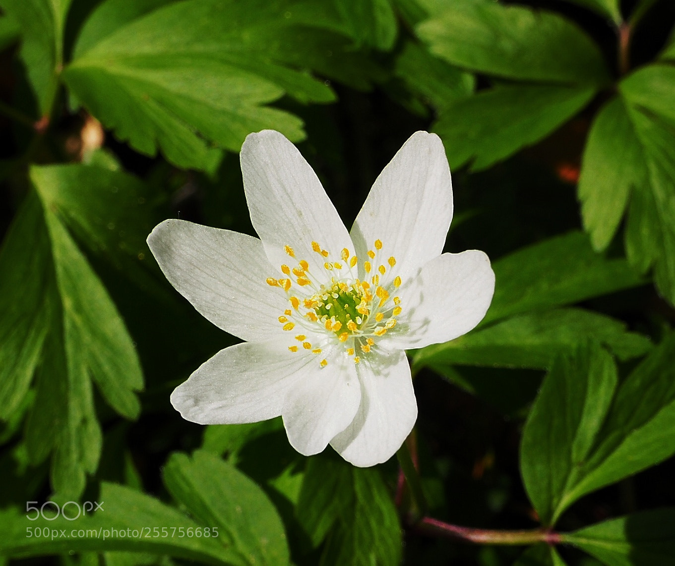 Olympus OM-D E-M10 II sample photo. Woods anemone 2 photography