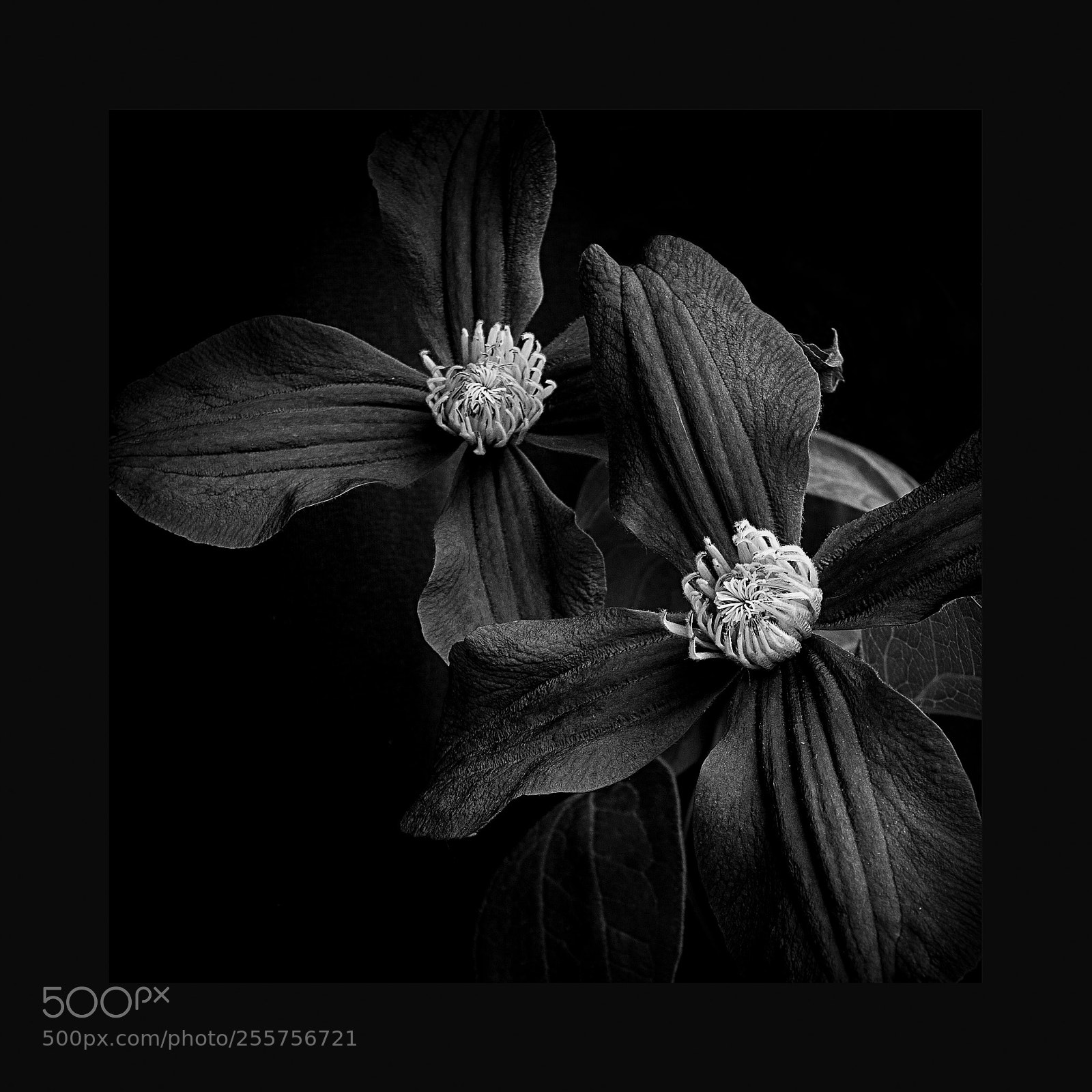 Canon EOS 60D sample photo. Clematis photography