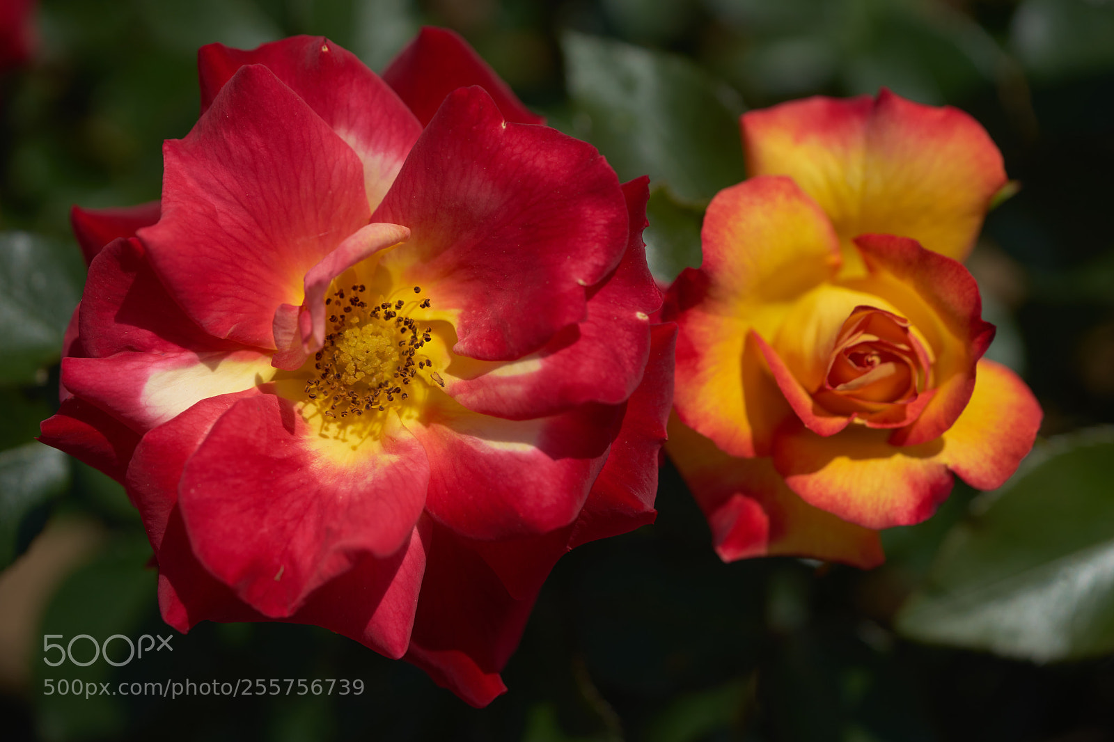 Sony a7 sample photo. Flowers 6495 photography