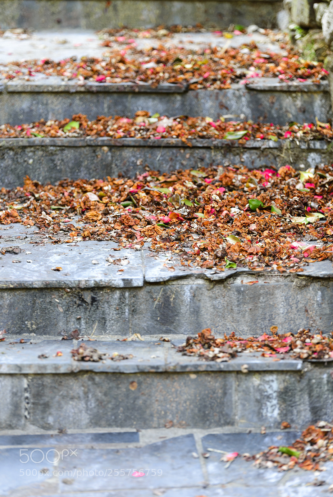 Nikon D610 sample photo. Flower petals on steps photography