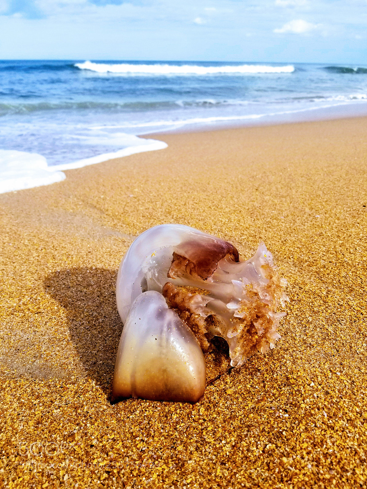 Samsung Galaxy S8 sample photo. Jellyfish at flagler beach photography