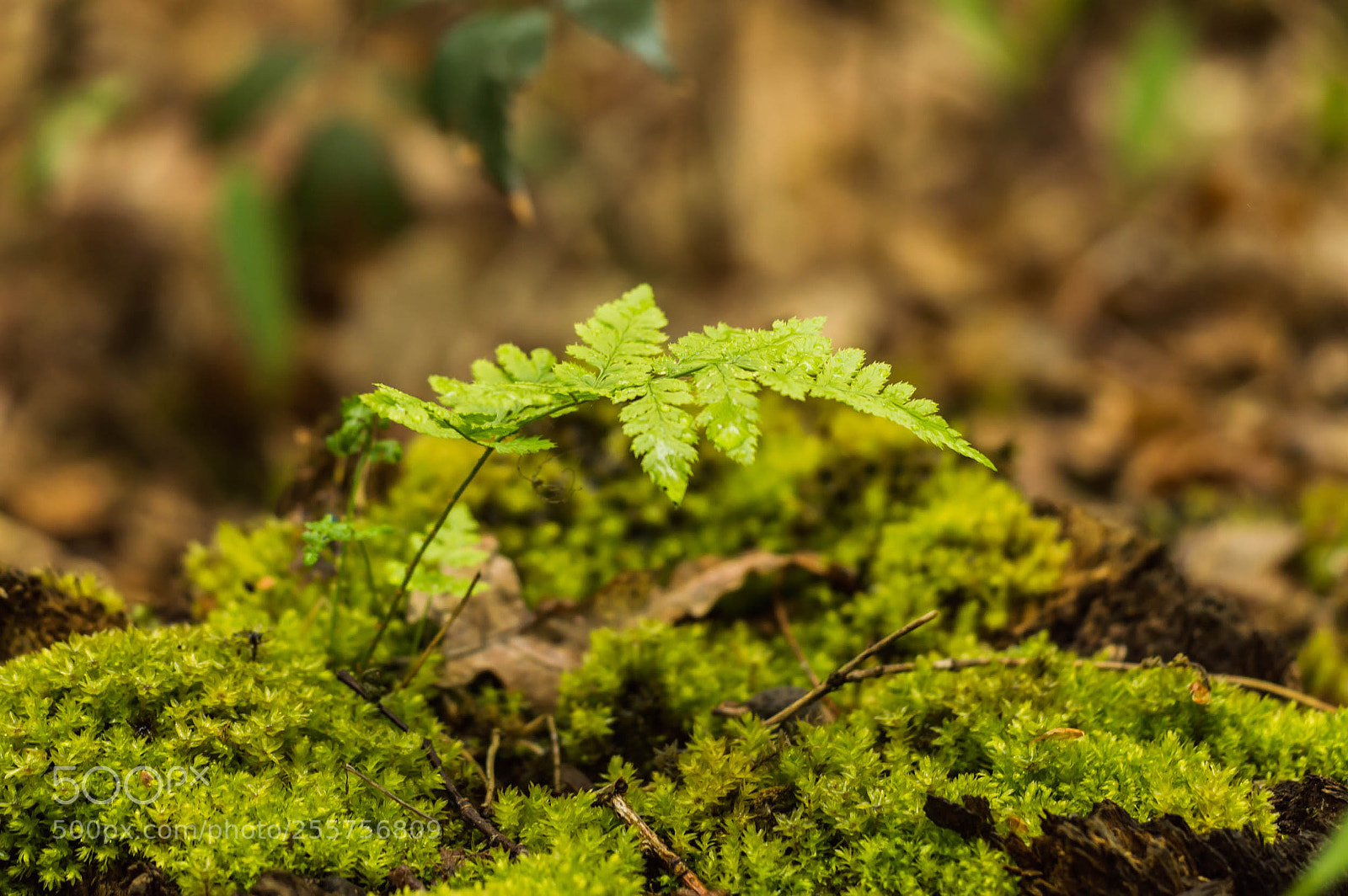 Nikon D3200 sample photo. Rising photography