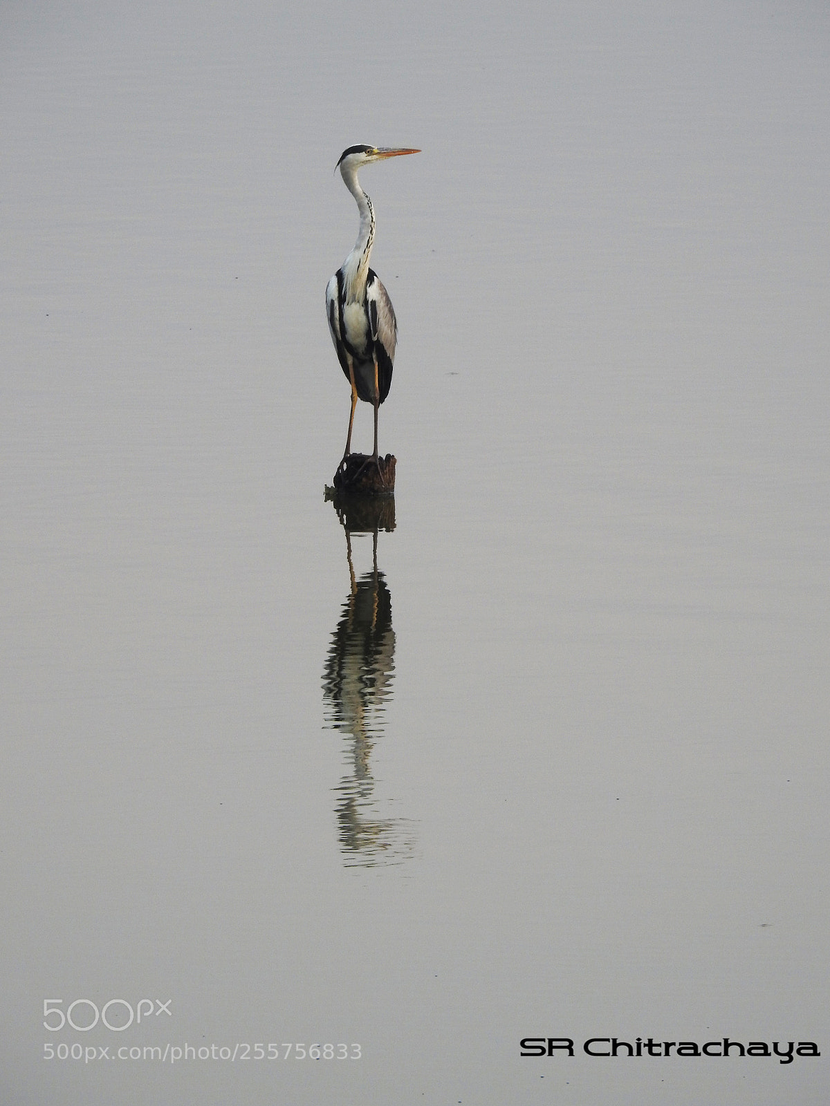 Nikon Coolpix P900 sample photo. Grey heron photography