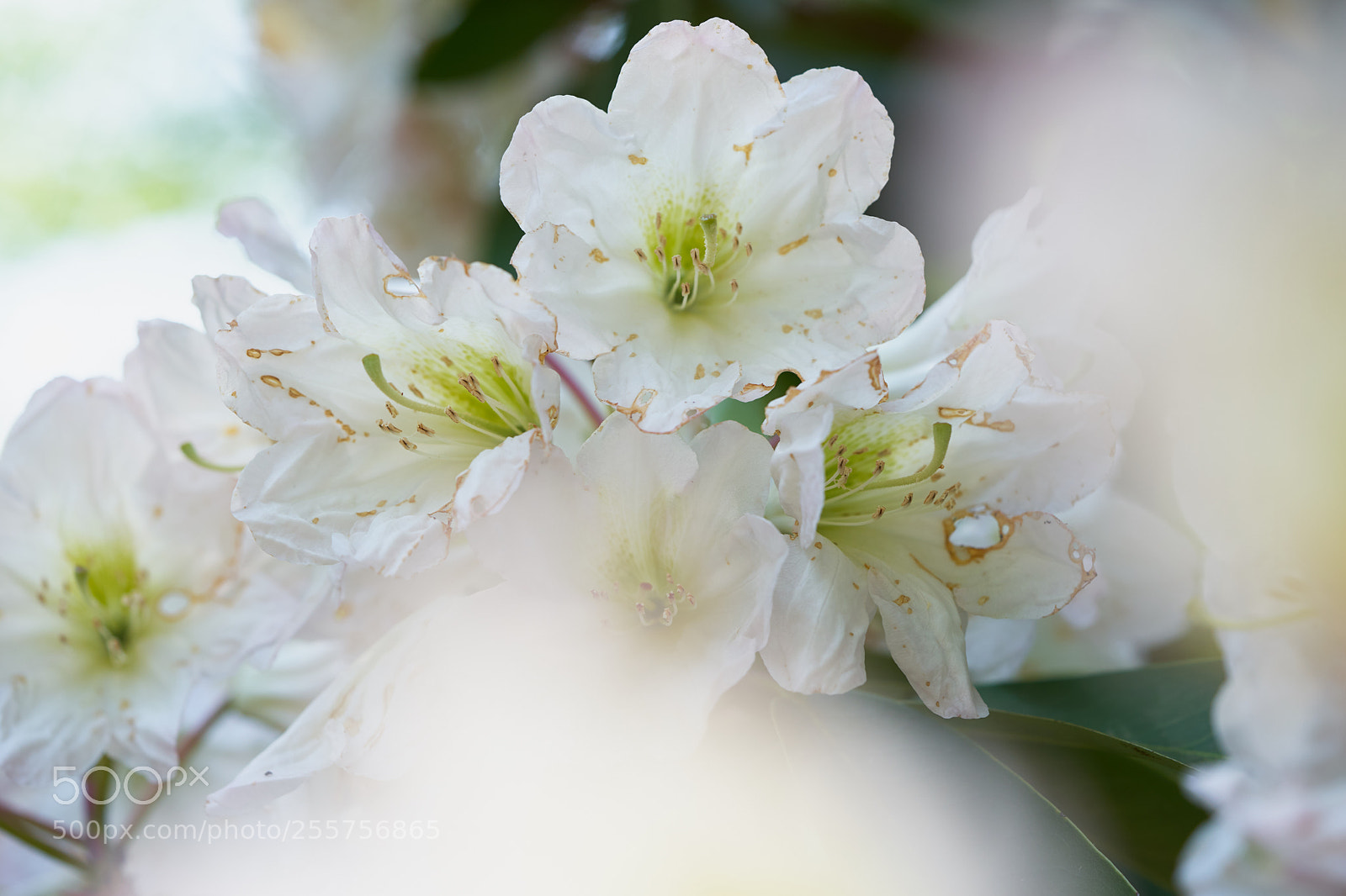 Sony a7 sample photo. Flowers 6496 photography
