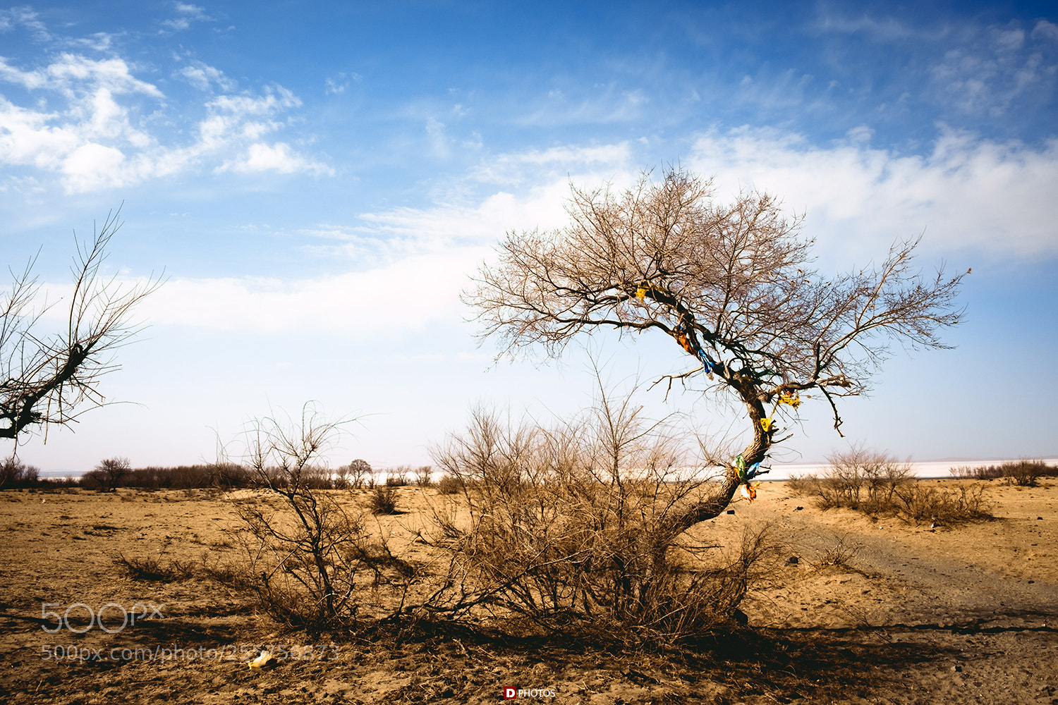 Fujifilm X-T20 sample photo. The tree photography